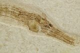 Fossil Pipefish (Syngnathus) - California #274963-2